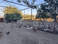 Chickens — zdjęcie 6