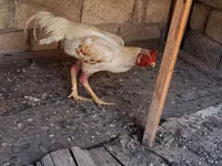 Chickens — zdjęcie 6