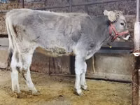 Bull, Swiss cattle — photo 1