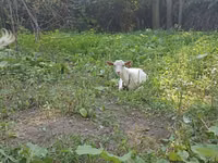 Keçi, Orenburg goat — foto 1