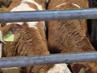 Toro, Simmental cattle — foto 3