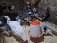 Chickens — ფოტო 4