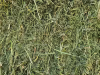 Lucerne For Sale - Small Bales (For Sale) — الصورة 5