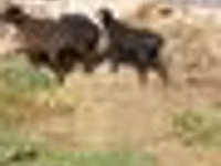 मेढ़ा, भेड़ — फ़ोटो 8