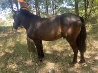 Cheval, Indian half-bred — photo 1