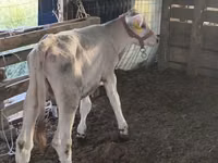 Boğa, Swiss cattle — foto 4