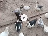 Ducks — zdjęcie 1