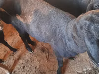 Ram, Sheep — photo 1
