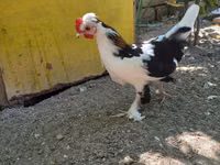 Bantam japonesa — foto 1