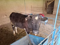 Bull, Cattle — photo 6