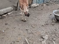Chickens — foto 1