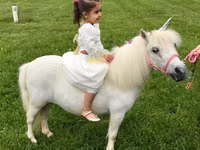 Égua, Miniature horse — foto 7