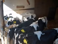 雄牛, Russian Black pied cattle — 写真 2