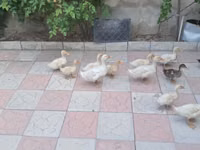 Ducks — foto 2