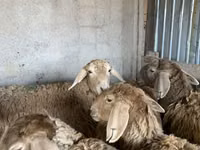 نعجة, Arashan sheep — الصورة 6
