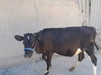 Vaca, Raça Holstein — foto 1