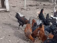 Chickens — foto 6