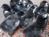 Australorp — photo 3