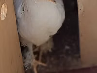 Chickens — photo 2