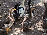 Ducks — 2-rasm