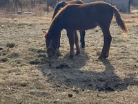 Horse (M), Horses — photo 2