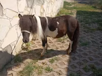 Cheval, Falabella — photo 3