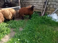 公山羊, Goats — 照片 7