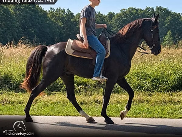 Cheval, Tennessee Walking Horse