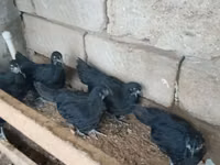Australorp — foto 6