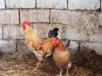 Chickens — Foto 3