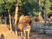Vache, Race Jersey — photo 2