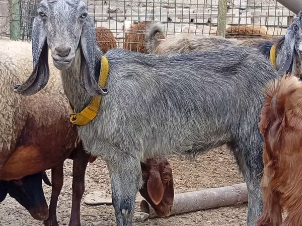 Chèvre, Damask goat