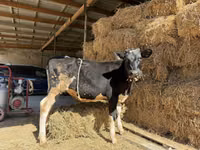 Krava, Russian Black pied cattle — foto 3