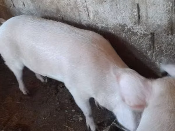 Sow, Pigs