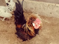 Chickens — foto 2
