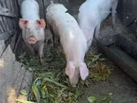 Schweine (Partie, Geschlecht nicht angegeben) — Foto 1