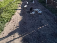 Ducks — Foto 3