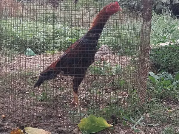 Chickens