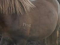 Pferde (Partie, Geschlecht nicht angegeben), Horse breed — Foto 4