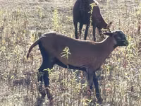 Owca, Cameroon sheep — zdjęcie 2
