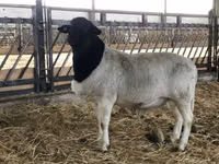 ஆடுகள் (தொகுதி, பாலினம் குறிப்பிடப்படவில்லை), Dorper sheep — புகைப்படம் 2