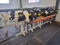 ხარი, Russian Black pied cattle — ფოტო 4