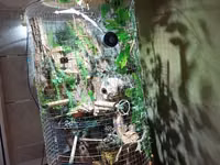 Unikal şaquli terrarium/volyer – dekorativ ağac gövdəsi və təbii — 写真 2
