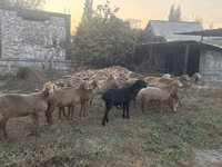 Ovelha, Arashan sheep — foto 1