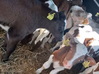 Toro, Simmental cattle — foto 4