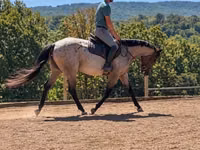 雄馬, Quarter Horse — 写真 7