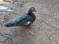 Ducks — Foto 5