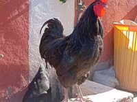Australorp — foto 7