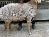 母羊, Arashan sheep — 照片 2