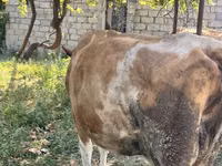 İnek, Simmental cattle — foto 2